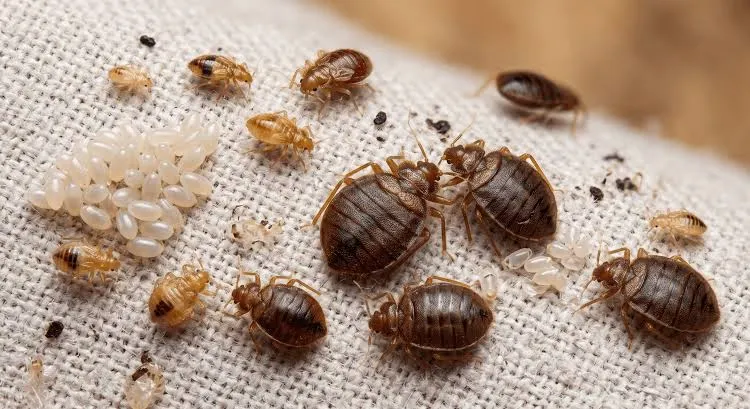 Bed Bug Treatment